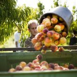 Les abricots vendus sous l'appellation "abricots du Valais" viennent en général bien de chez nous. (image d'illustration)